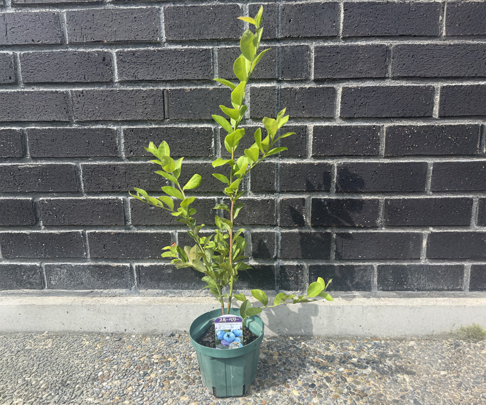 オニール（２年生）